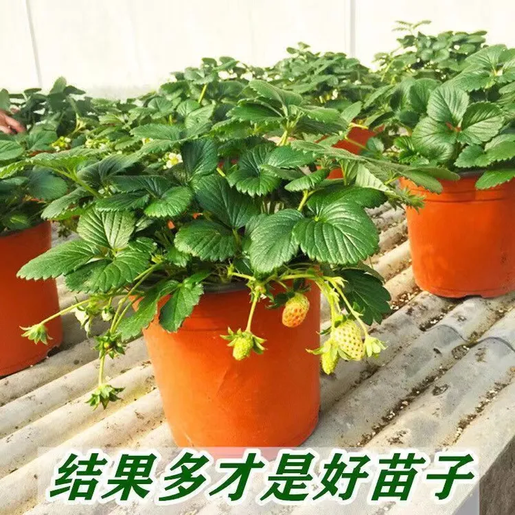 【6棵原盆原土】对版草莓苗黑草莓红草莓粉草莓白草莓苗