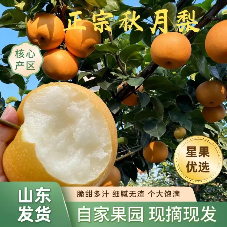 正宗山东秋月梨脆甜多汁新鲜现摘现发核小肉厚当季应季冰糖梨