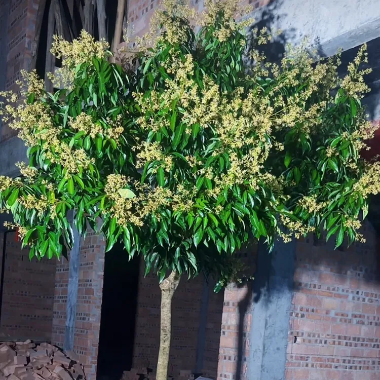 果木岛大果 品种无核荔枝正品嫁接苗观音绿仙进奉冰荔枝带土包邮