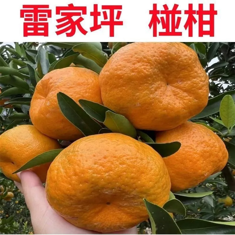 恩施富硒当季柑桔柑橘水果整箱橘子甘甜好剥桔子芦柑碰柑农园现摘