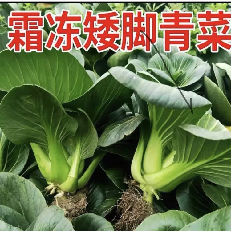 苏北露天新鲜现摘苏州青小青菜霜冻黑菜油菜当季蔬菜
