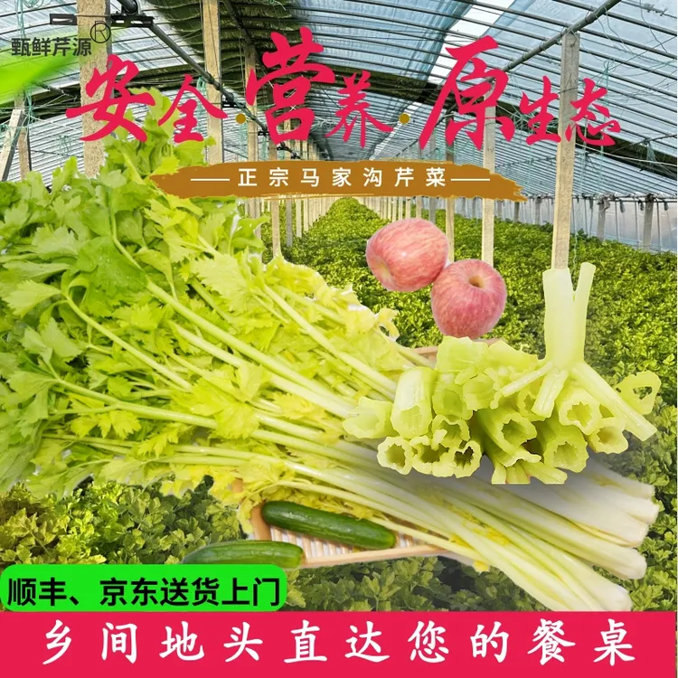 山东平度空心无筋马家沟芹菜2斤3斤4斤礼盒清脆新鲜爽口原产地