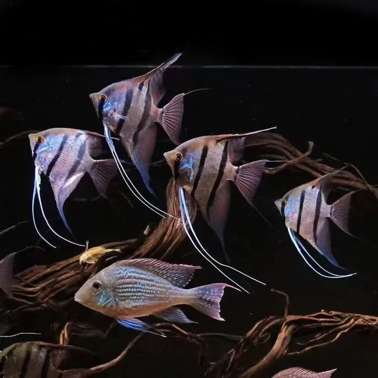 伊莎贝尔秘鲁七彩神仙热带观赏鱼红背燕鱼埃及魔门斯卡