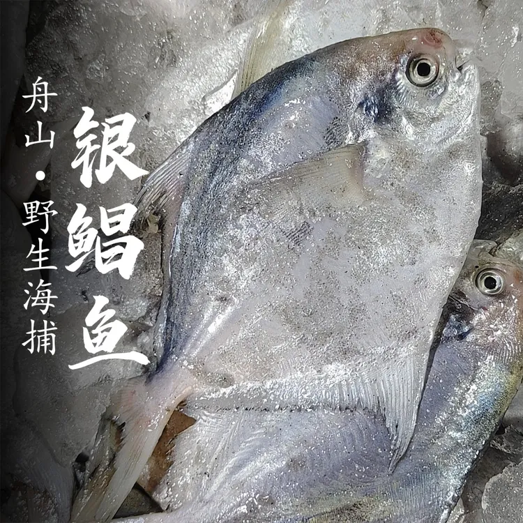 舟山野生银鲳鱼东海海捕非养殖新鲜鲳鱼白鲳鱼舟山海鲜