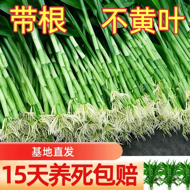 带根富贵竹文昌竹室内植物水培好养活的绿植盆栽客厅土培花卉室内