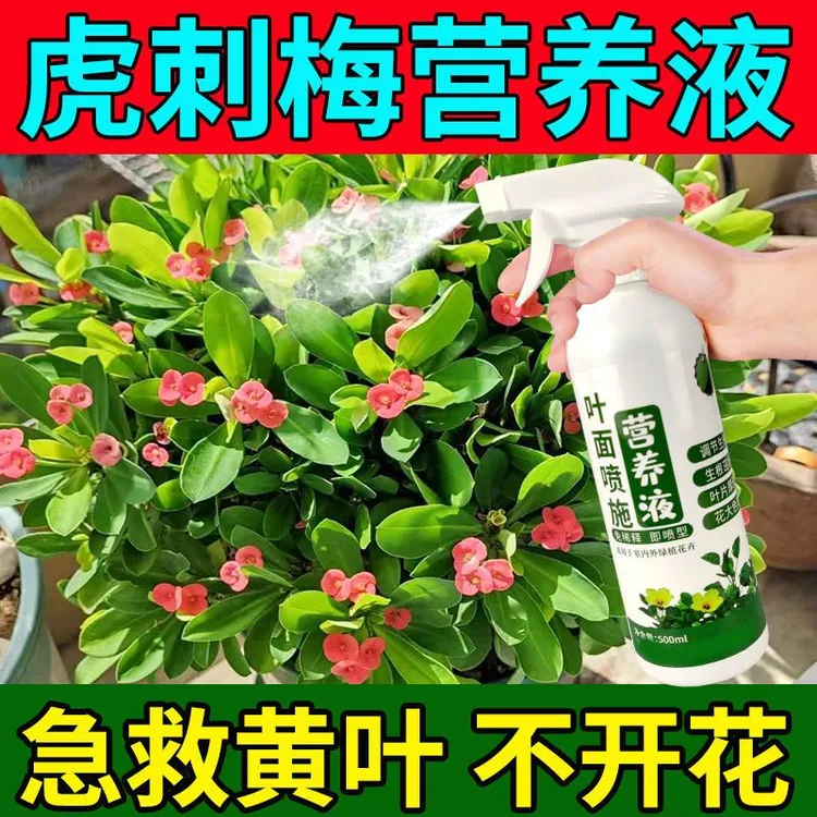 虎刺梅怎么养专用营养液肥虎刺梅铁海棠专用营养液催花护花