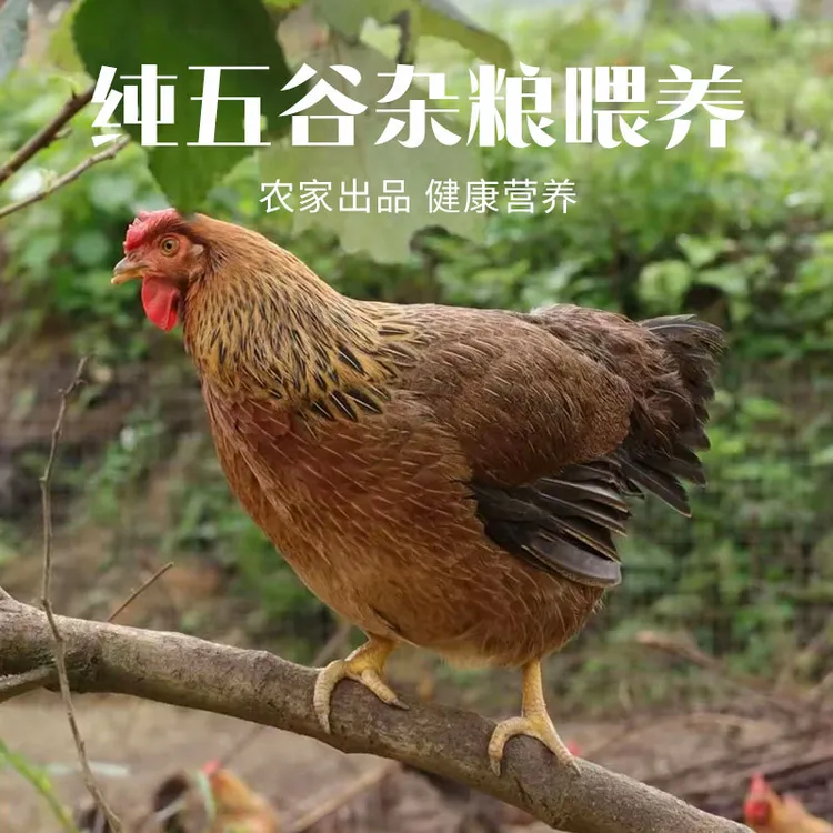 贵州发耳樱桃园生态散养包谷鸡发活体