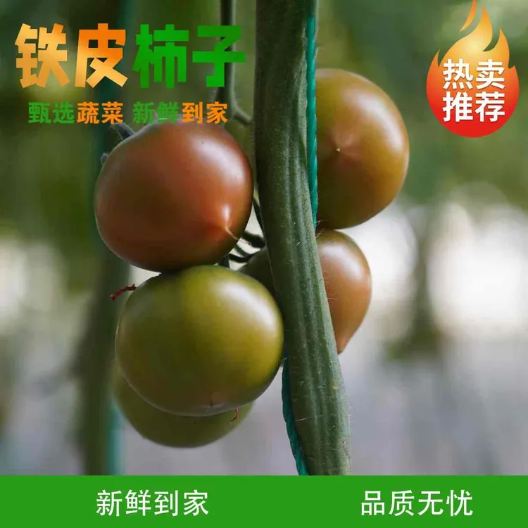 辽宁盘锦碱地草莓铁皮西红柿（坏果包赔）