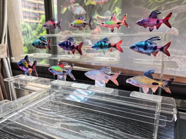 道金斯鲃系列模型紫红两点鲫彩虹道人红尾绿荧光叹斑熊猫鲫金元宝