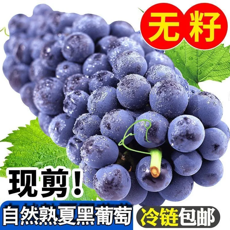 【京东生鲜快递】河南露天无籽夏黑葡萄应季新鲜水果现摘现发