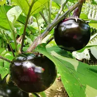 【满五包包邮】茄子种子高产南方春夏四季蔬菜种子秋冬季特易种抗病