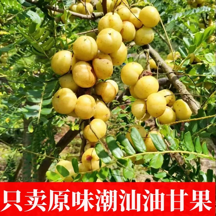 潮汕新鲜现摘甜种油柑果余甘子牛甘果孕妇水果泡酒生吃甜橄榄