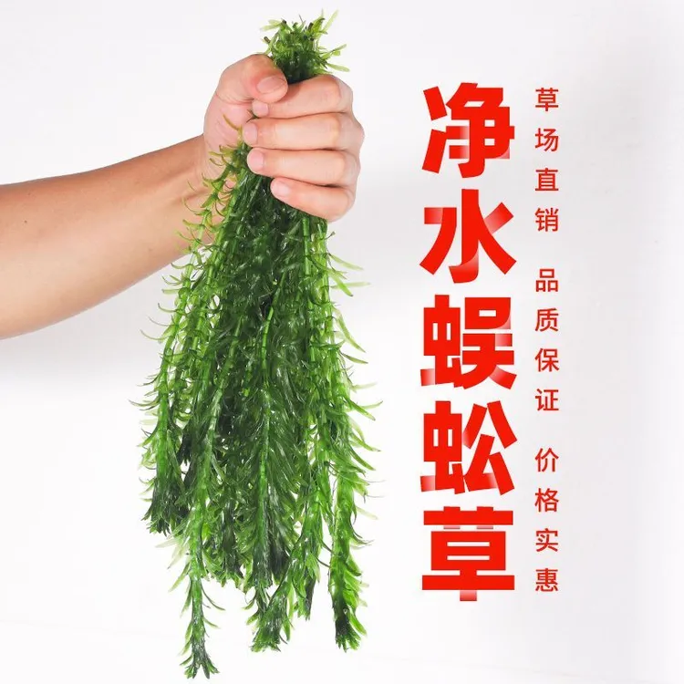 蜈蚣草水草淡水鱼缸造景植物增氧净化水质易养活鱼缸装饰水族水草
