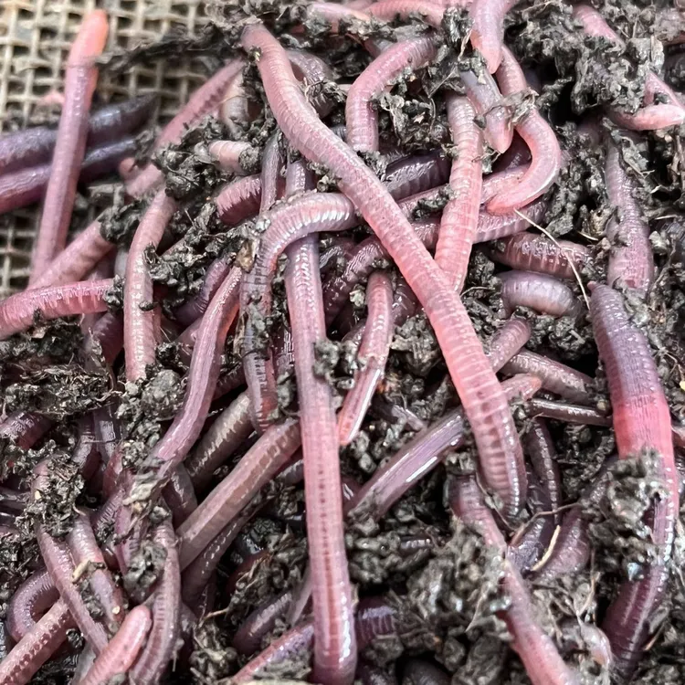 紫电万能饵料钓鲶鱼黄鳝鲳鱼下地笼逮黄鳝