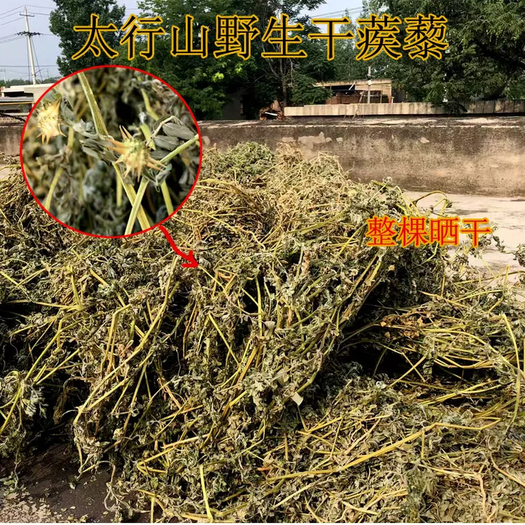 野生蒺藜全草晒干2025年新鲜干货刺蒺藜白蒺藜秧整棵硬蒺藜子
