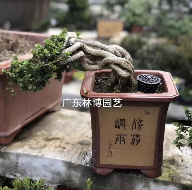 盆景专拍一物一拍 台湾寿娘子 黄杨 雀梅 福建茶 榆树 清香木盆景