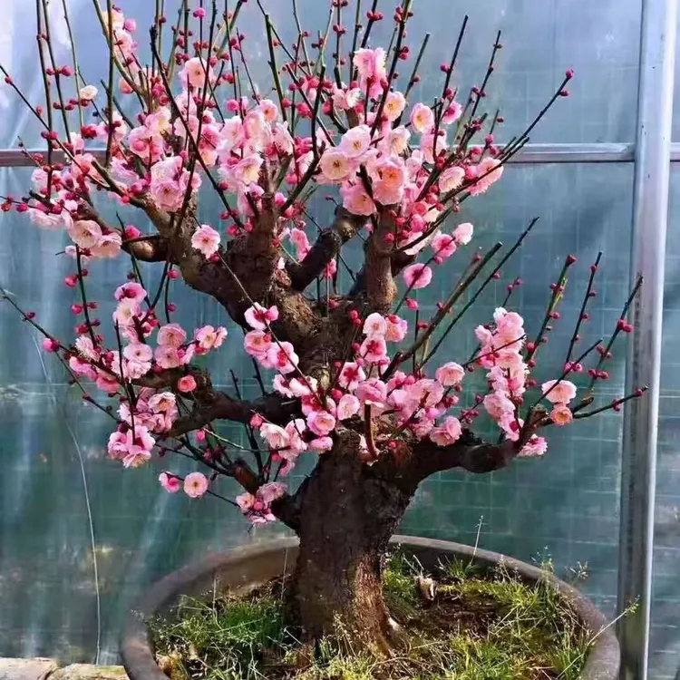 （买一送一）精品浓香型梅花树盆栽室内外耐寒庭院阳台花卉绿植腊梅