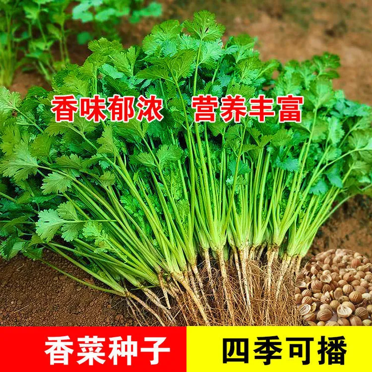 【大叶香菜种子】大叶芫荽种子阳台盆栽种植香菜籽春秋四季蔬菜种子