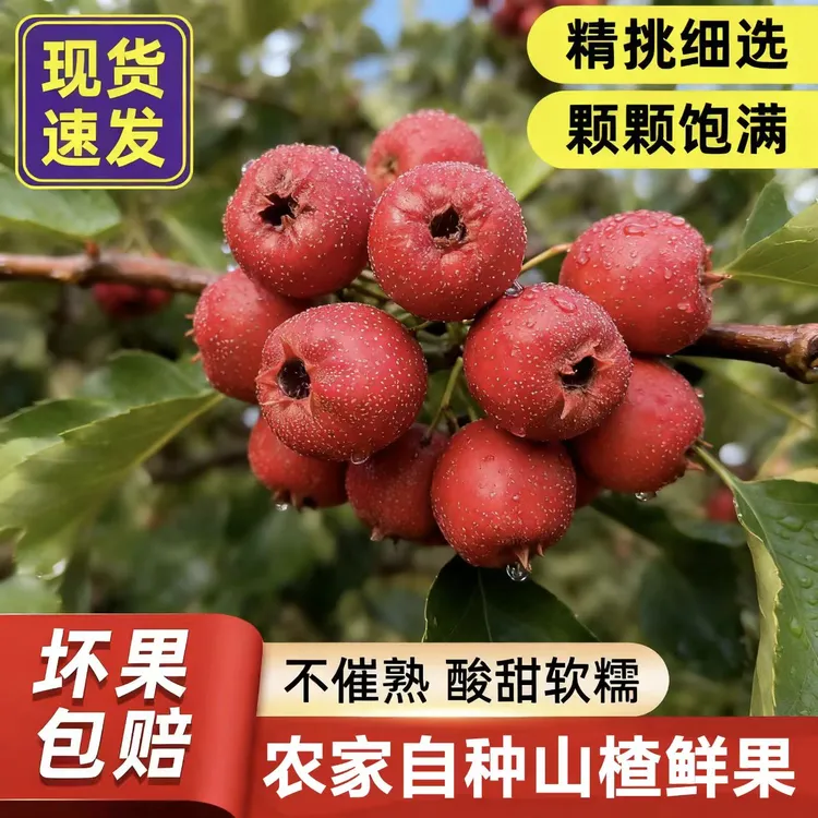 当季新鲜山楂冰糖葫芦山楂雪球酸甜软糯歪把红大金星五棱产地直发