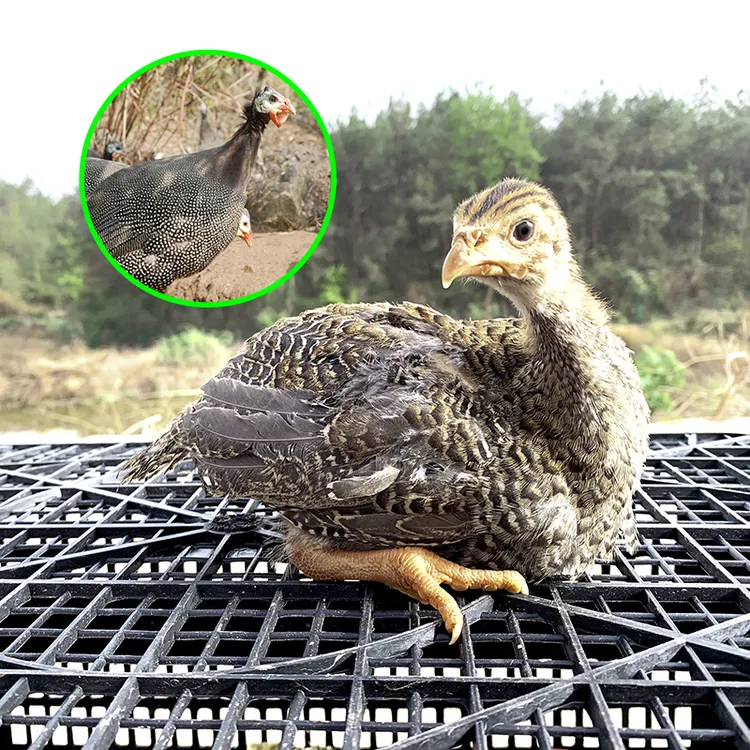 宠物鸡农场直发珍珠鸟半大好养顺丰包邮