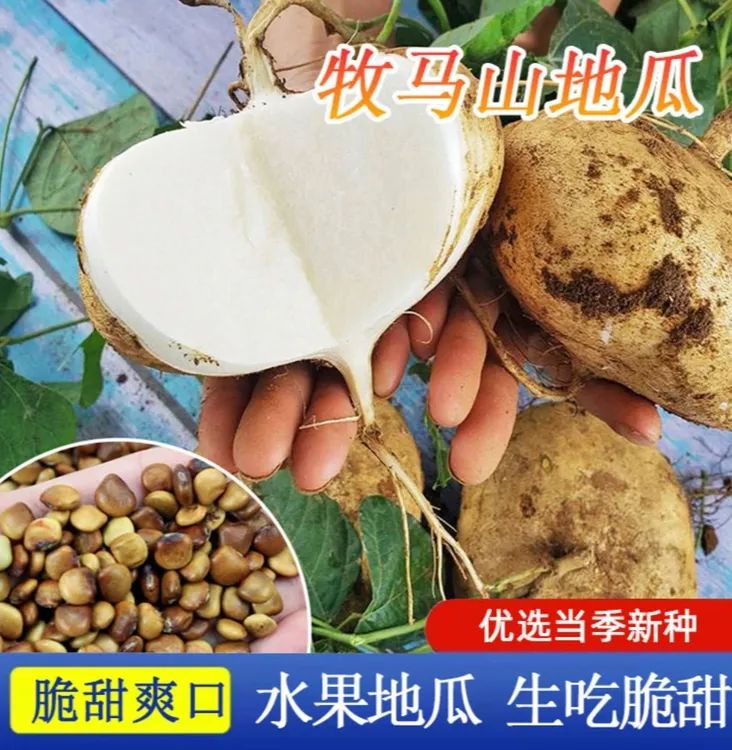 【凉薯种子】牧马山地瓜种子水果地瓜特大白瓤香甜早熟种植  