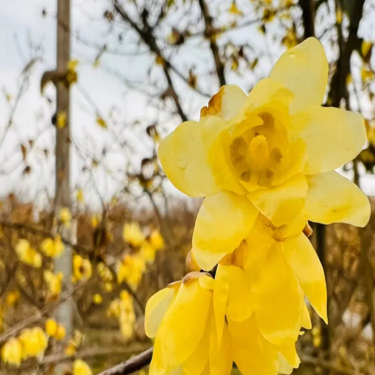 腊梅花树苗老桩浓香型耐寒花卉盆栽室内阳台当年开花植物
