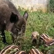 生态二代野猪肉健康长寿食品销售