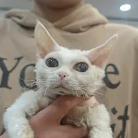 来了姊妹-纯白德文猫-妹妹-87