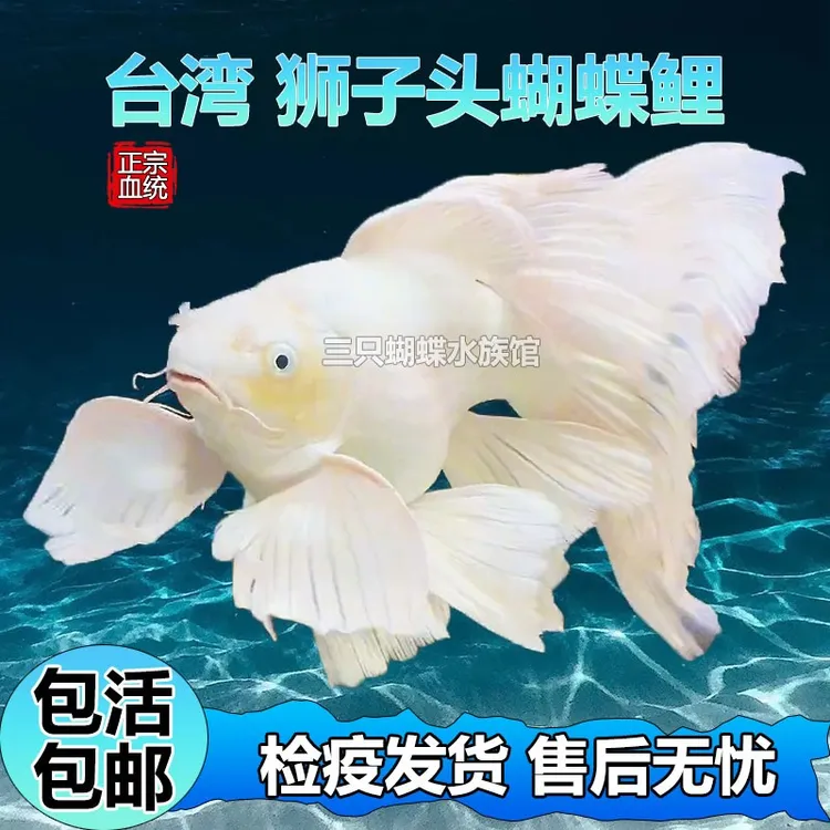 台湾纯种球体普身石膏白蝴蝶鲤红色蝴蝶鲤好养耐活冷水观赏宠物鱼