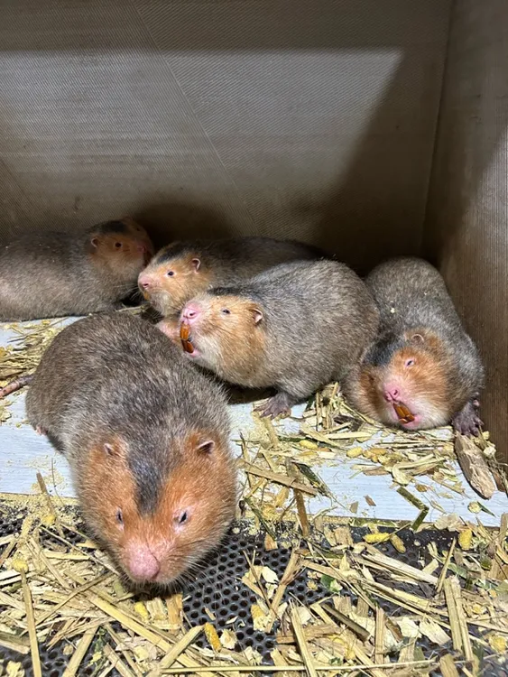 红颊竹鼠肉，鲜活，现做白条、稻香、火烧皮、保证新鲜