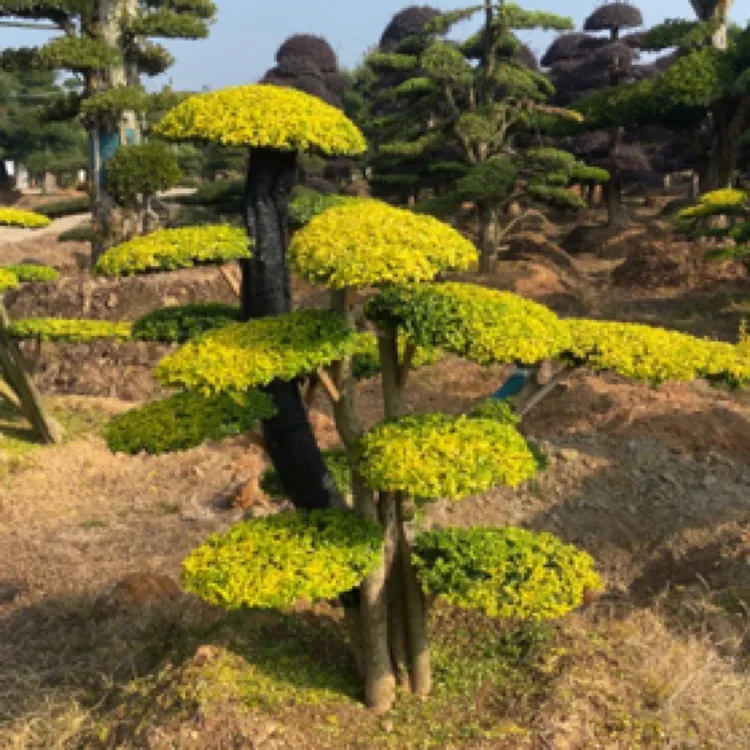 鲜花速递/花卉造型树