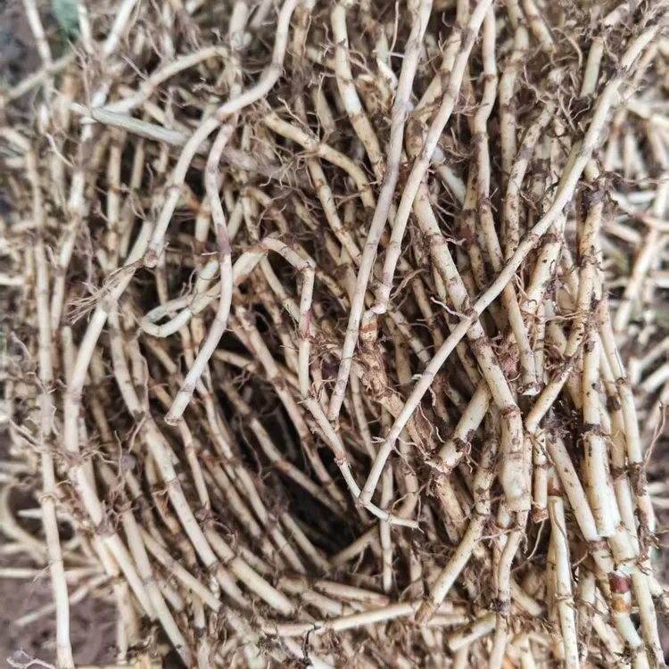 四川省屏山县新鲜现挖折耳根可凉拌