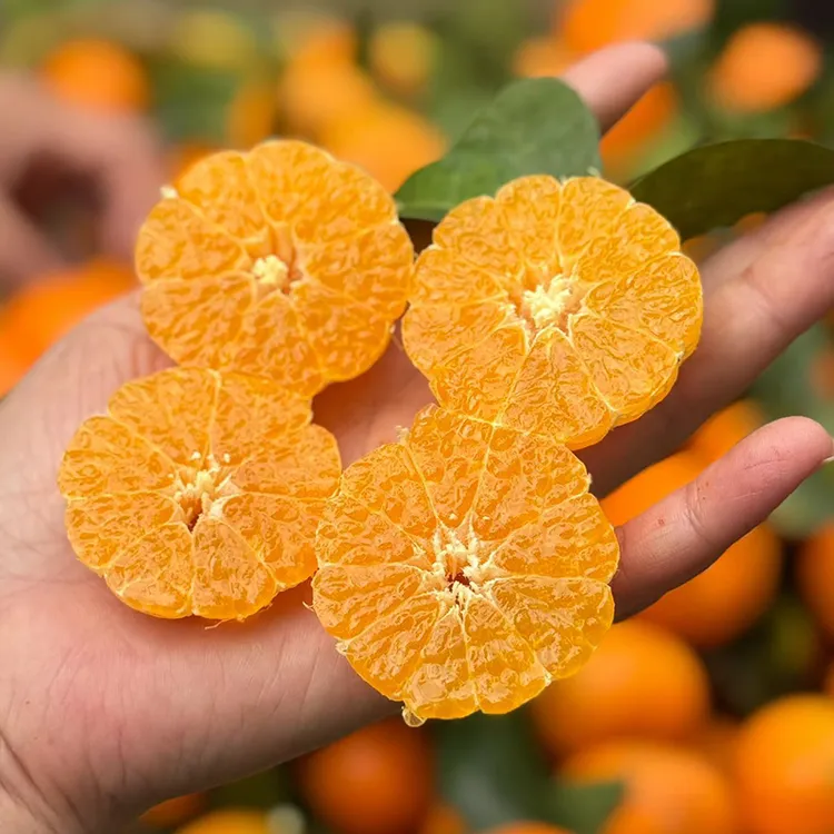 每天水果优选 广西正宗沙糖桔 汁多化渣当季新鲜桔子整箱顺丰包邮