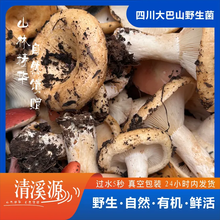 四川高山野生青头菌香菇火烧王天然新鲜山货 真空包装发货 包邮