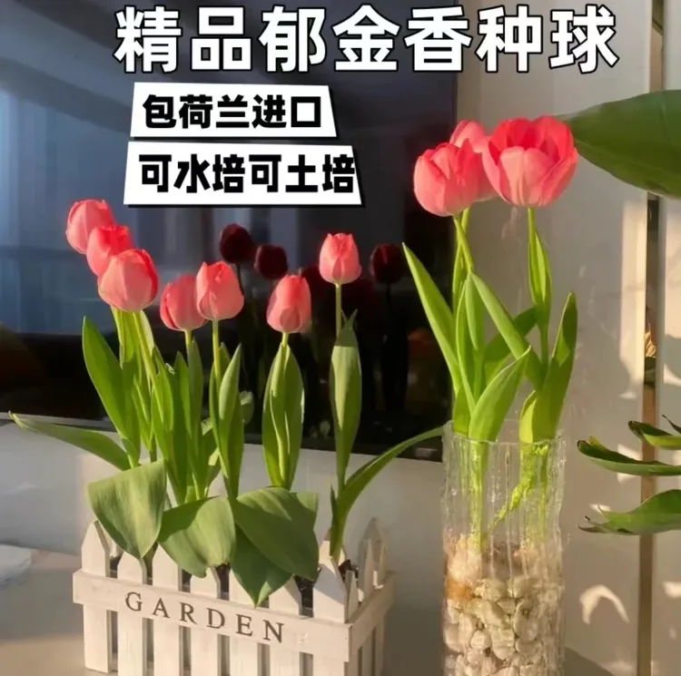  郁金香种球耐寒易活水养土培适用于室内外阳台种植专用水培器皿