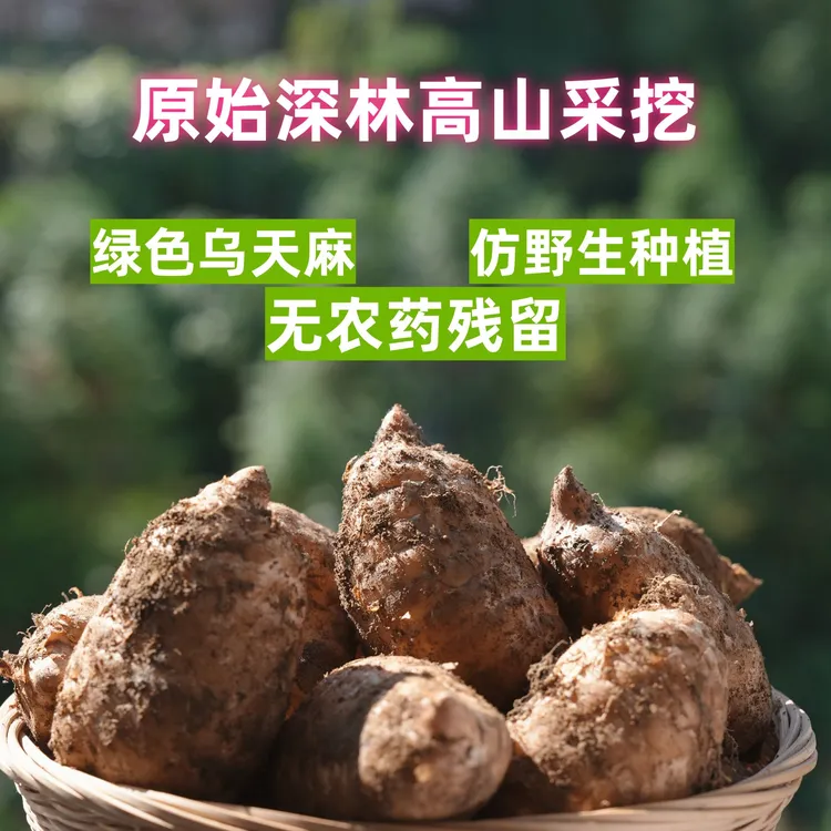 （鲜天麻）正宗云南小草坝（高山乌天麻）现挖现发/顺丰包邮