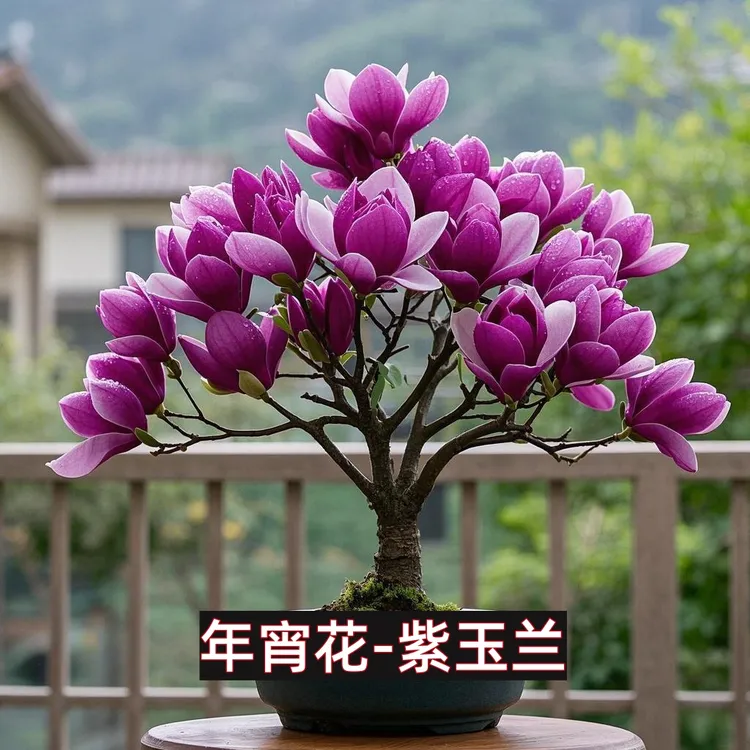 带花苞玉兰花树苗盆栽地栽南北方室内外庭院阳台盆景当年开花