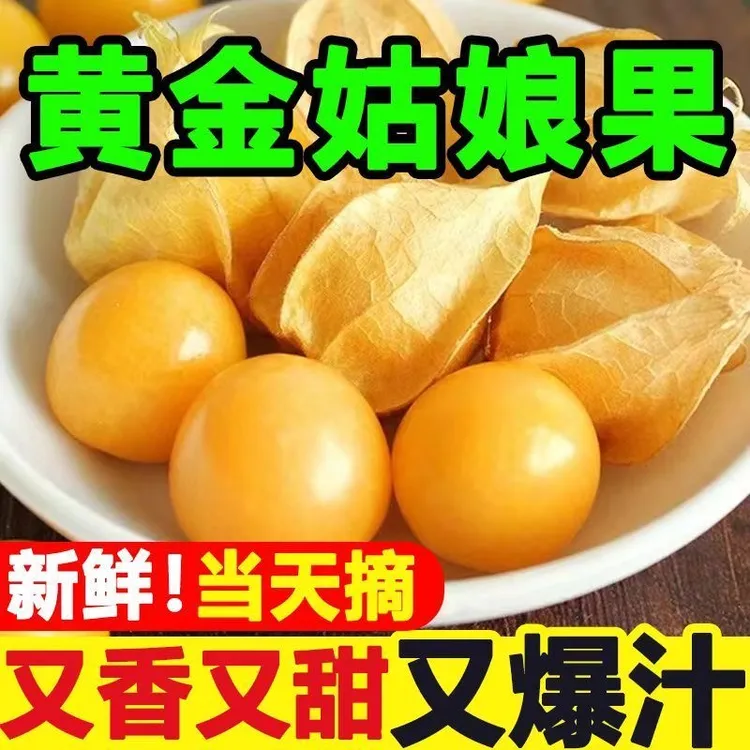 姑娘果新鲜正宗东北灯笼果新鲜当季水果姑鸟黄菇娘果现摘包邮整箱