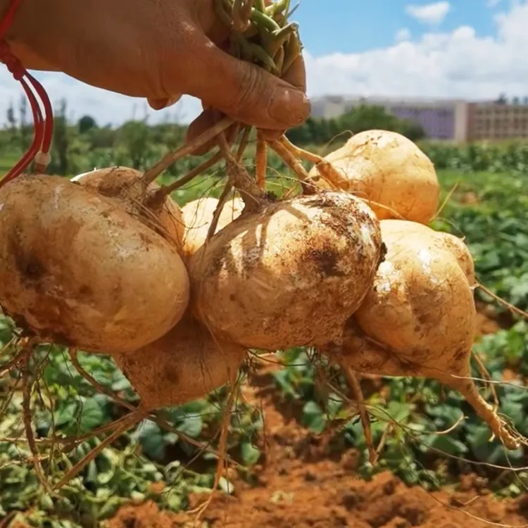 云南新鲜凉薯 现挖白地瓜农家土特产豆薯番薯沙葛地萝卜产地直销