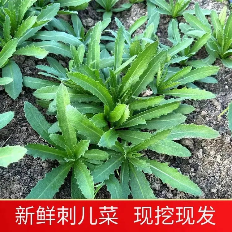 刺儿菜新鲜农家七七芽野生小蓟纯天然当季刺菜蓟草食用