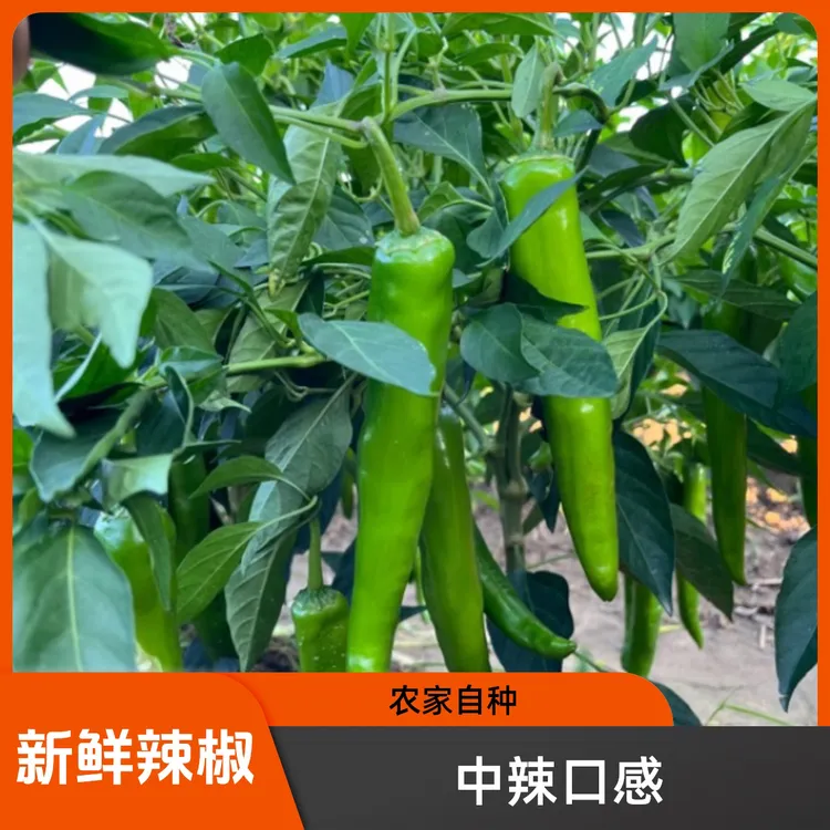 当季蔬菜新鲜现摘现发牛角椒羊角椒香辣多汁皮薄肉厚