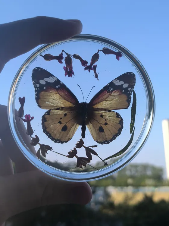 真蝴蝶标本玻璃罩防尘罩生日礼物水晶球工艺品摆件