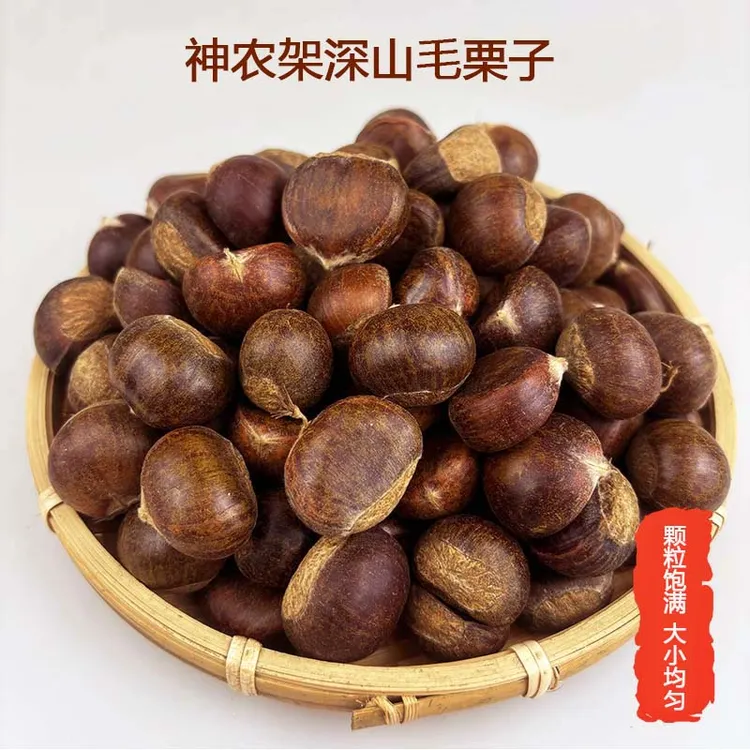 神农架深山野生毛栗子生吃清甜煮熟吃粉糯新鲜深山毛栗子板栗正宗