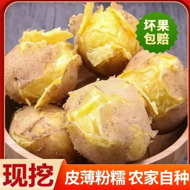 甘肃定西土豆黄皮农家沙地土豆现挖现发马铃薯