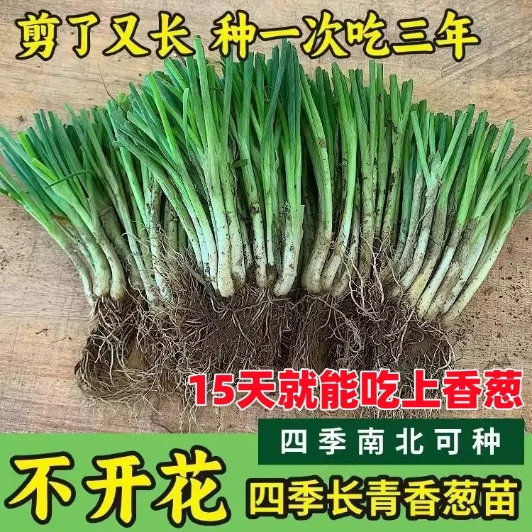 【正宗四季葱苗】葱种苗沙葱苗田地农家种植高产秧新鲜根苗云南香葱