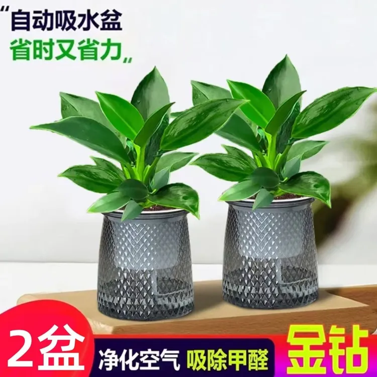 金钻绿公主盆栽植物净化空气适合办公室客厅摆放四季常青水培土培
