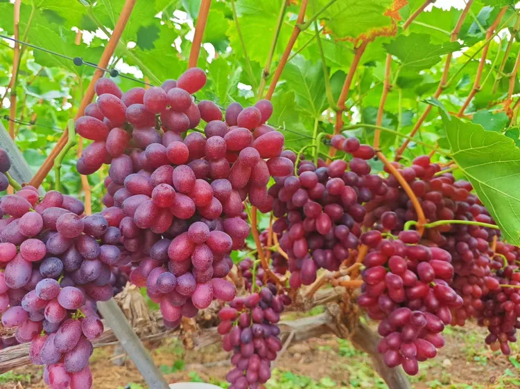 大凉山克伦生葡萄无酸无籽脆甜口当季水果