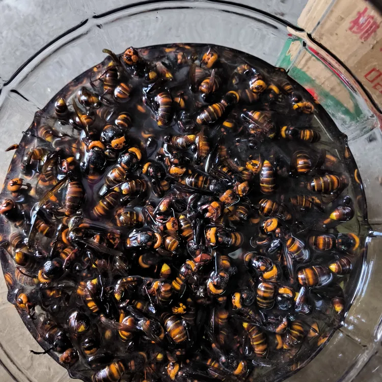 虎头野生活泡金环黑尾胡峰蜂王新货现泡正品泡酒材料
