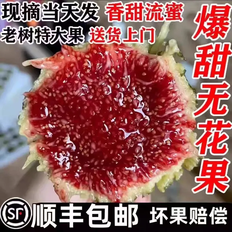 【顺丰包邮】格莱斯无花果 新鲜现摘现发应季水果果甜饱满1-5斤