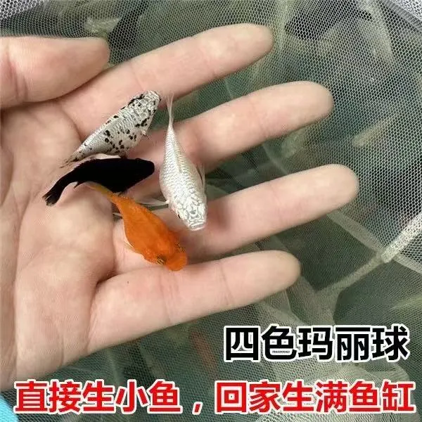 四色玛丽球大肚子观赏鱼直接生胎生鱼爱生小鱼奶牛玛丽球好养耐活
